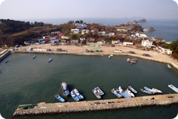 국화